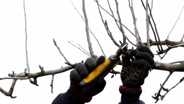 4k video. A gardener is pruning a tree. Small secateurs or gardening scissors - branch cut tool. Side view. The man hands are cutting off a twig close-up. Garden care. Cold season. Seasonal work. DIY — Stock Video