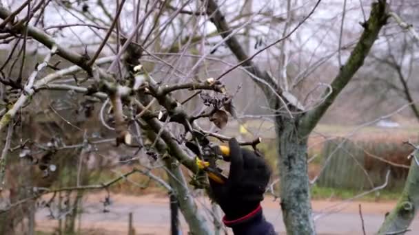 Vídeo 4k. Un jardinero está podando un árbol. Tijeras de podar o tijeras de jardinería - herramienta de corte de rama. Vista lateral. Las manos del hombre están cortando una ramita de cerca. Cuidado del jardín. Temporada fría. Trabajo estacional. Bricolaje — Vídeos de Stock