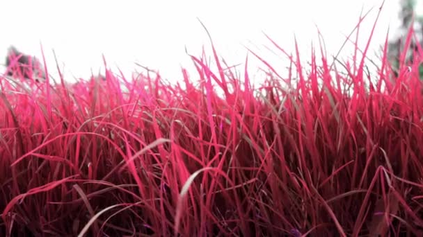 Nahaufnahme von einem rosafarbenen, üppigen Rasen. Dichtes Gras vereinzelt vor hellem Himmel. Pflege und Düngung des Gartens. Videomaterial. Gesunde Pflanze. Naturtapete. Frischer Garten — Stockvideo