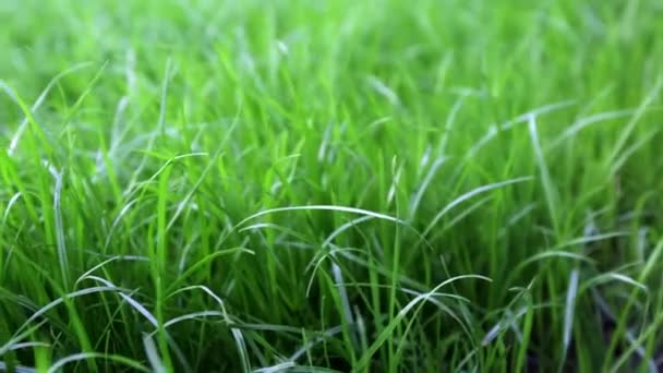 Grön grönskande gräsmatta bakgrund. Närbild från sidan. Område med tätt gräs i perspektiv. Trädgårdsskötsel. Videofilmer hd. Friska växttäcke. Naturlig tapet. Fräsch. Sommarsäsong. blåsigt väder — Stockvideo