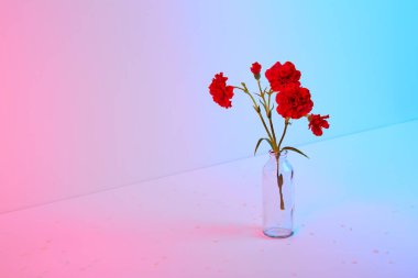 Pembe ve mavi arka planda cam vazoda kırmızı karanfil buketi. Uzayı kopyala Çiçek tasarımı. Boş metin yeri. Kartvizit. Anma günü. Minimalizm. Mutlu kutlamalar. Tatil dekorasyonu. Kavram