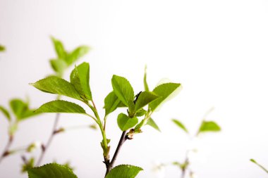 Beyaz arka planda yeşil kiraz yapraklı dal ve fotokopi alanı. İlkbahar. Yakın plan. İç dekorasyon. Zarif bir kartvizit. Model tasarımı. Anneler günü kartpostalı. Tazelik. Minimalist. Bahçıvanlık.