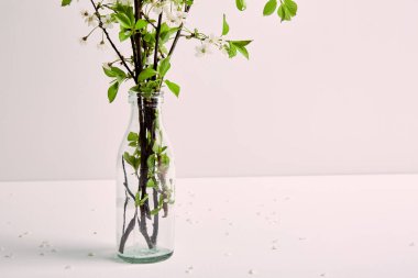 Beyaz zemin üzerinde çiçek açan kiraz dallarıyla dolu cam vazo ve fotokopi alanı. Bahar çiçeği buketi. İç dekorasyon. Zarif bir kartvizit modeli. Anneler günü kartpostalı. Tazelik. Minimalist.