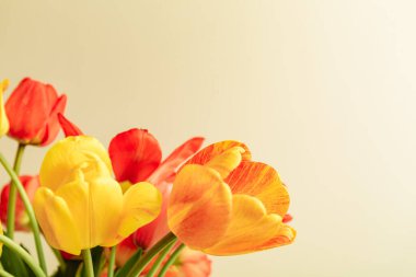 Çiçek buketinin ayrıntıları. Renkli laleler. Bej arka planda ve fotokopi alanında. Kartvizit. Davetiye kartı. Tebrik mesajı için uygun bir yer. Uluslararası tatil. Pankart.