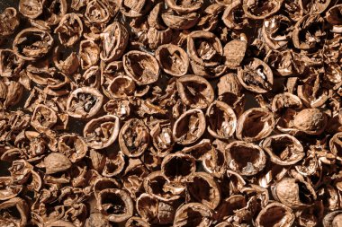 Bir sürü boş ceviz kabuğu. Dokulu arka plan. Alternatif yakıt. Yakın plan. Uzayı kopyala Yemek israfı. Kahverengi renk. Duvar kağıdı. Pankart. Karanlık arka planda güzel, sakin bir hayat. Üst Manzara. Kocaman bir yığın. Küf.