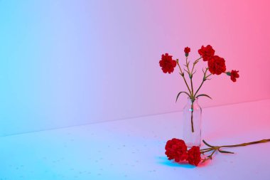 Mavi ve pembe arka planda cam vazoda kırmızı karanfil buketi. Uzayı kopyala Çiçek tasarımı. Kartvizit modeli. Anma günü. Zarif bir tarz. Mutlu kutlamalar. Tatil dekorasyonu. Metin yeri.