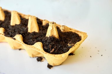 Tohumları ekmek için toprak ve form. Bahçıvanlar için hayat sigortası. Yumurta kutusu kullanıyor. Tarım ya da tarım şablonu. Faydalı bir hobi. Bitki seçimi. Yakın plan. Hazırlık süreci büyüyor.