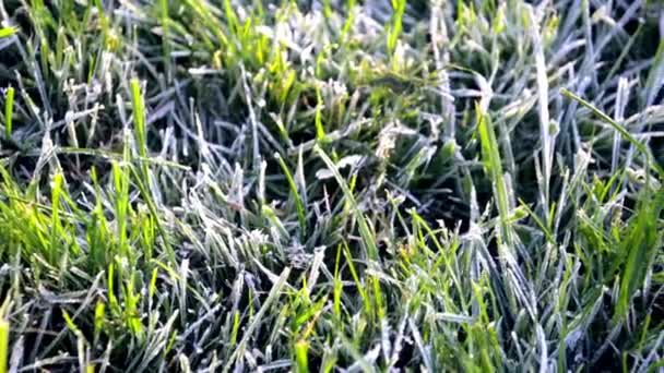 Poranna rosa zamarzła na zielonej trawie. Pierwszy mróz. Przygotowuję trawnik do zimy. Zbliżenie. Odbiór. Sztandar. Późna jesień. Koncepcyjne tło prognozy pogody. Detale natury. Sezon zimowy — Wideo stockowe