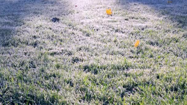 Erster Morgenfrost auf grünem Gras und trockenem Ahornblatt. Der Rasen ist für den Winter vorbereitet. Kopierraum. Spätherbst. Hintergrund der Wettervorhersage. Details aus der Natur. Winter. Ansicht von oben. Gartenreinigung — Stockvideo