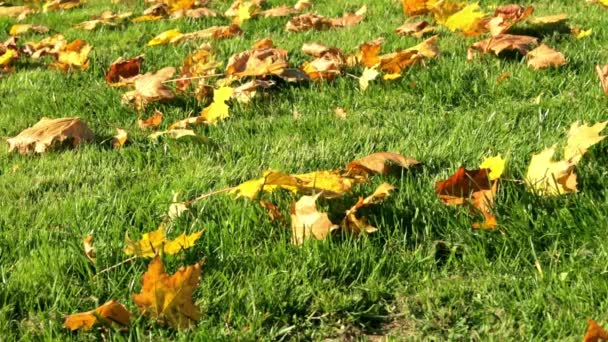 Зеленая трава в красных, желтых и оранжевых опавших листьях клена. Красивая лужайка после последней осенней стрижки перед зимой. Уход за территорией, удобрение и кормление растений. Красивое сезонное знамя. Природа — стоковое видео
