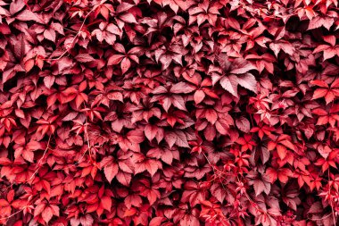 Vahşi kırmızı üzüm yapraklarının dekoratif arka planı. Doğa dokusu. Pankart. Beş yapraklı sarmaşık doğal duvar kağıdı. Uzayı kopyala Bahçe çiti. Çalılıklar sarkıyor. Ön ve arka bahçe dekoru. Sonbahar manzarası.