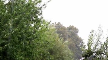 Şiddetli yağmur ağaçları büker. Kasırga. Kötü hava tahmini videosu. Rüzgâr süpürdü. Berbat bir geçmiş. Doğa manzarası. Uyarı kasırga. Şiddetli rüzgar ve yağmur. Hiç kimse. Değişen iklim