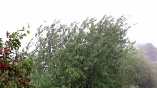 大雨が木を曲げる。サイクロン。悪天候予報ビデオ。風に吹かれた。ひどい背景だ。自然の風景。ハリケーンに警告。強風とシャワーの雨。誰も。気候変動 — ストック動画
