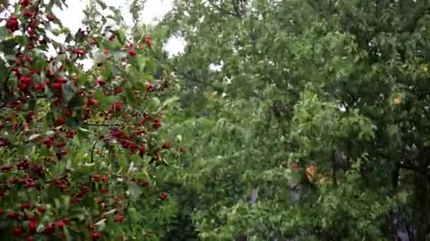 Chuva forte tempestade dobra as árvores frutíferas e arbusto espinheiro. Bagas vermelhas. Ciclone. Vídeo de previsão do mau tempo. Fundo varrido pelo vento. Natureza paisagem. Aviso de furacão. Forte chuva de vento e chuveiro — Vídeo de Stock