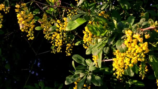 Rama Florecimiento Agracejo Primer Plano Arbusto Flor Una Abeja Recoge — Vídeos de Stock