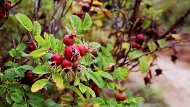 Arbusto Rosa Mosqueta Com Bagas Vermelhas Maduras Folhas Verdes Temporada — Vídeo de Stock