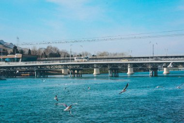 Mavi nehrin arka planına karşı uçan martılar, köprü ve Kura Nehri, Migechevir, Azerbaycan manzarası. Siyah kafalı martı.