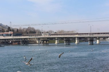 Mavi nehrin arka planına karşı uçan martılar, köprü ve Kura Nehri, Migechevir, Azerbaycan manzarası. Siyah kafalı martı.