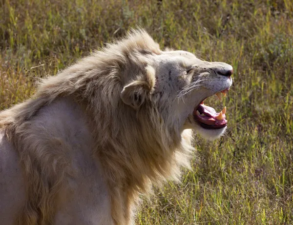 Weißer Löwe brüllt — Stockfoto