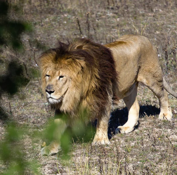 Doğada aslan — Stok fotoğraf