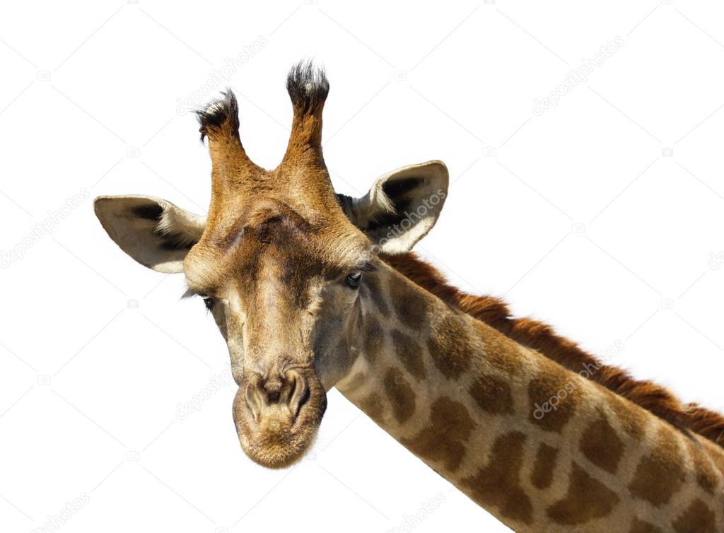 giraffe portrait