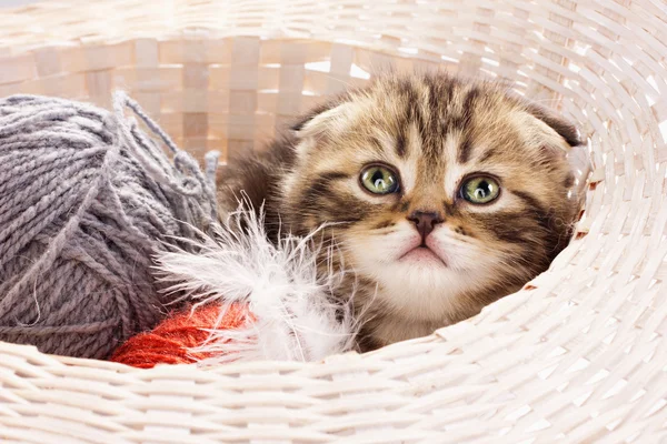 Roztomilé kotě v košíku — Stock fotografie