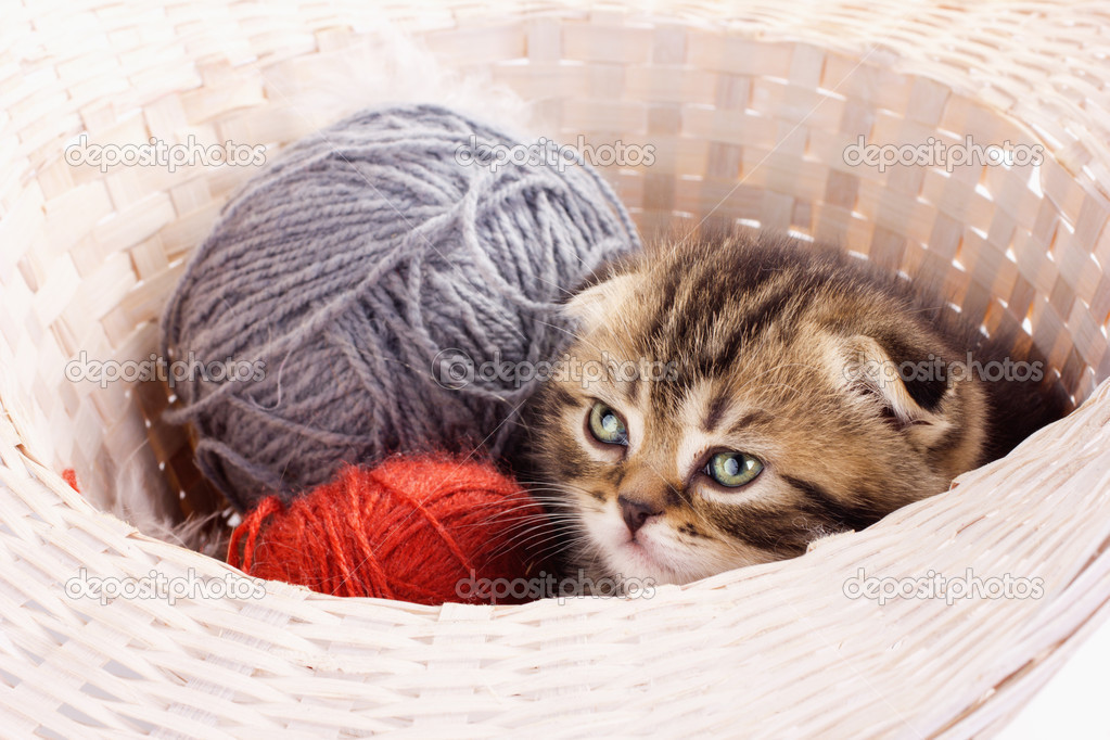 cute kitten and knitting ravels