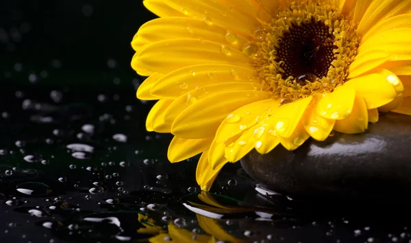 Talasoterapia con flores y guijarros — Foto de Stock