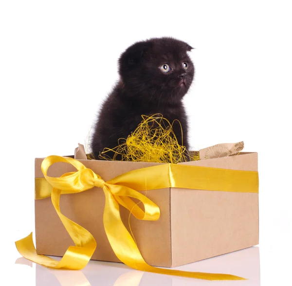 Divertido negro gatito en un caja set — Foto de Stock