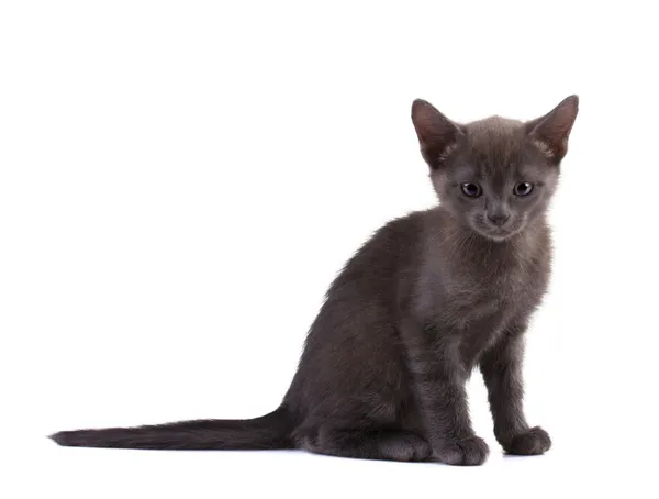 Gatinho cinzento bonito — Fotografia de Stock