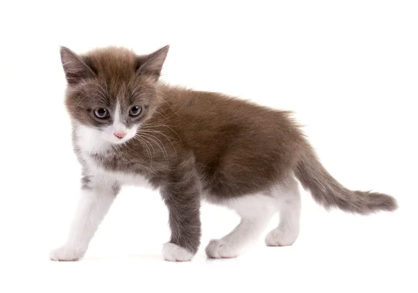 Hermoso gatito de dos colores — Foto de Stock
