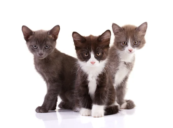 Tres gatitos pelados —  Fotos de Stock