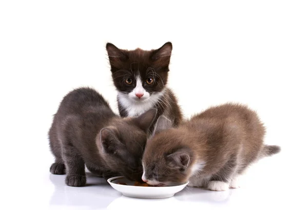 Roztomilá koťátka jíst — Stock fotografie