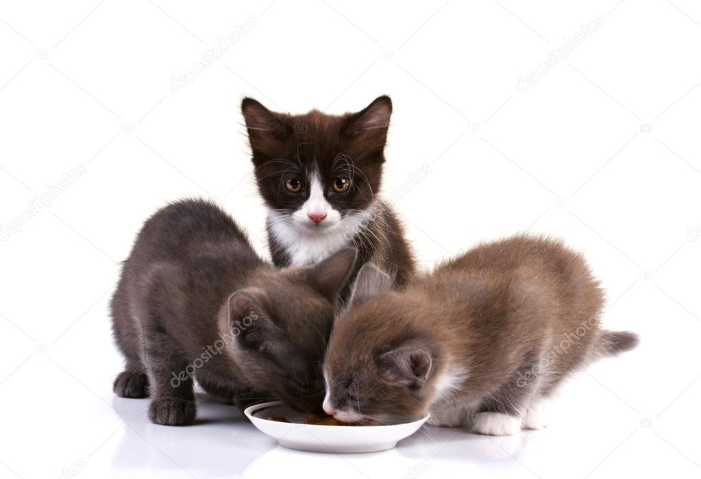 adorable kittens eating