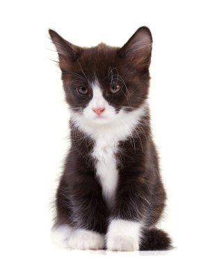 sevimli siyah beyaz kedi