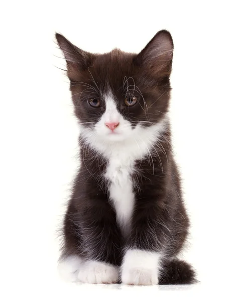 Bájos fekete-fehér cica — Stock Fotó
