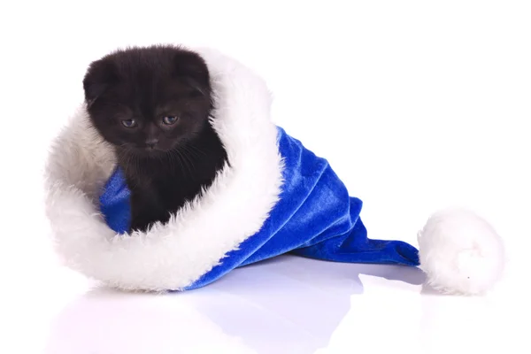 Černá kočka je dárek na Vánoce — Stock fotografie
