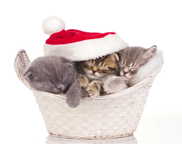 Drei Katzen schlafen an Weihnachten — Stockfoto