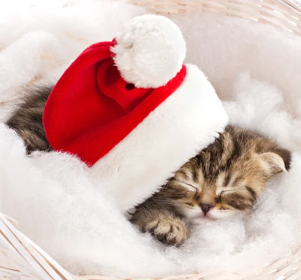 在圣诞节睡猫 — 图库照片