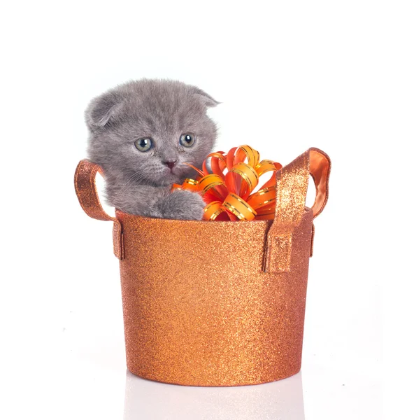 Funny grey kitten in a basket — Stock Photo, Image