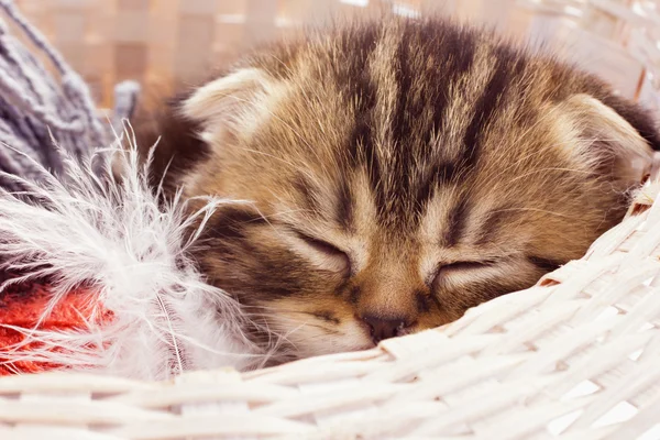 Спящий котенок — стоковое фото