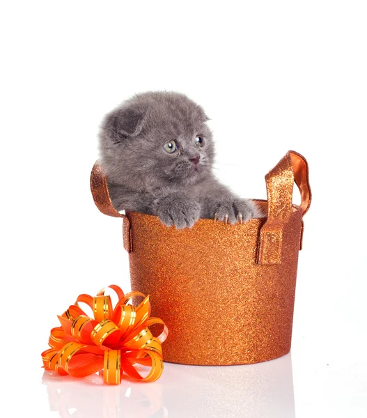 Funny little kitten in a basket — Stock Photo, Image