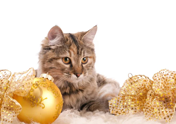 Cute kat en Kerstmis decoratie — Stockfoto