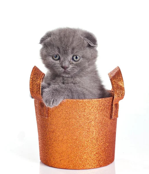 Gatinho engraçado em uma cesta — Fotografia de Stock