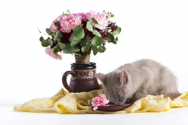 Composição de um gato e flores — Fotografia de Stock