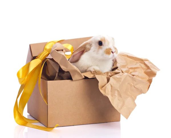 Decoration rabbit in box — Stock Photo, Image