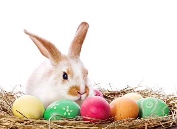 Coelho da Páscoa e ovos coloridos — Fotografia de Stock