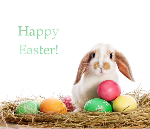 Legrační králíků a velikonoční vajíčka — Stock fotografie