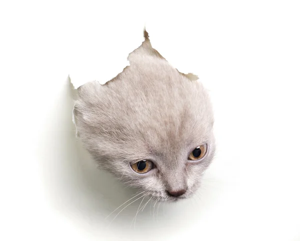 Кошка вылезает из дыры в бумаге — стоковое фото