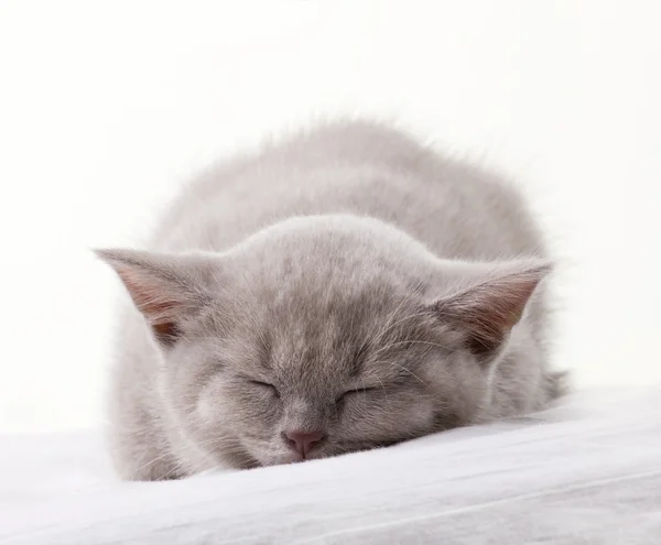 Gri-mavi kedi uyuyor — Stok fotoğraf
